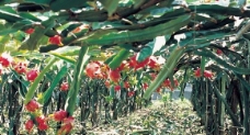 火龙果树图片