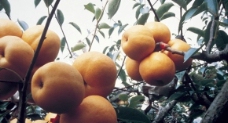 黄花梨树图片