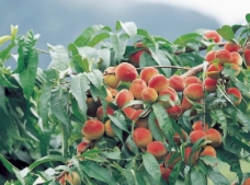 水蜜桃树林图片