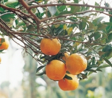 橘子蜜橘图片