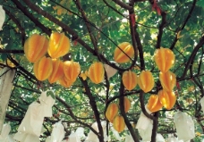 杨桃树图片