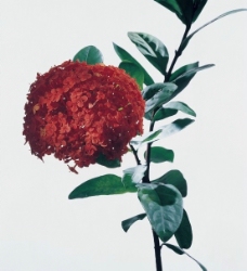 红色绣球花图片