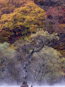 彩色树林图片