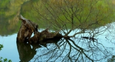 湖泊中老树根图片