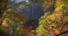 悬崖峭壁与树林图片