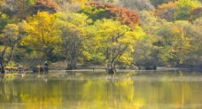 美丽湖泊 小山 树林图片