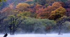 湖边色彩缤纷树林图片