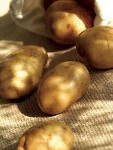 土豆 马铃薯图片