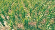 绿油油的麦子图片