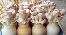 蘑菇种植图片