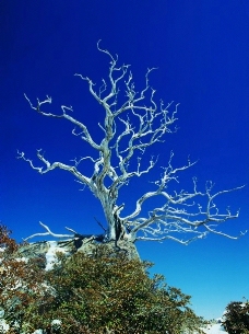 悬崖上的枯树图片
