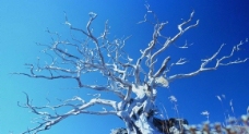 蓝天白云下的枯树图片