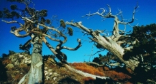 蓝天白云下的枯树图片