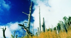 蓝天白云下苍劲的枯树图片