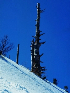 蓝天下苍劲的枯树图片