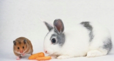 宠物鼠和兔子图片