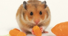老鼠吃红萝卜图片