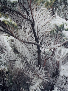 银装素裹雪景雪地图片
