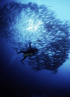 成群海洋鱼类图片
