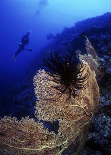 潜水员海底拍摄图片