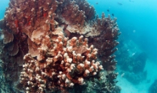海底礁石图片
