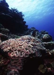 珊瑚礁图片