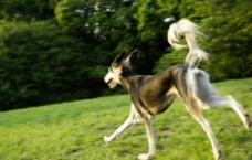 在绿草地上奔跑的黑色牧羊犬图片