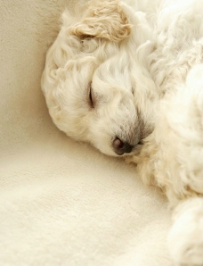 入睡中的白毛小狗图片