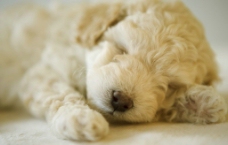 酣睡的卷毛狗图片