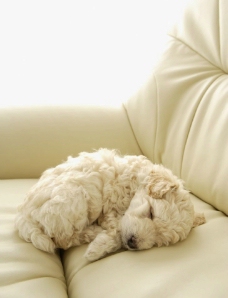 躺在沙发上睡觉的卷毛狗图片