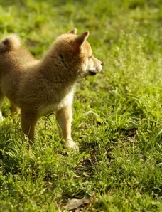绿草地上的小狗图片