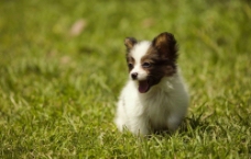 草地上的小狗图片