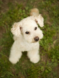 绿草地上的卷毛小狗图片