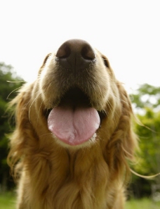 吐舌头的狗图片