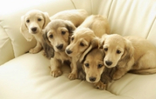 沙发上五只小狗图片