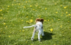 草地上的小狗狗图片