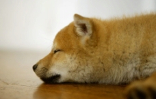 趴在地板上睡觉的狗图片