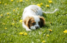 草地上的小狗狗图片