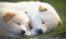 美梦中的两只小狗图片