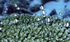 珊瑚丛中的小鱼图片
