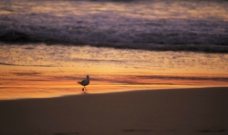 沙滩上漫步的鸽子图片