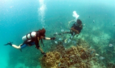 海底潜水寻找珍珠图片