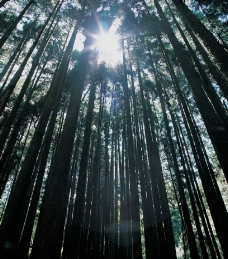 树林里的晨光图片