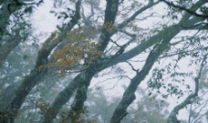 森林晨雾图片