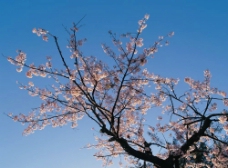 蓝天下的樱花樱树图片