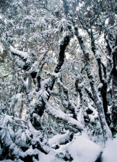 雪景照片图片