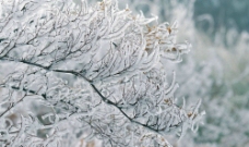 冬天结冰的枝条图片