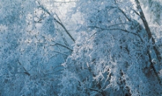 冰树银花图片
