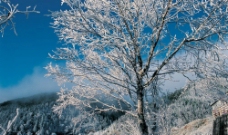 大树雪山雪景图片