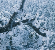 堆满雪霜的树干图片